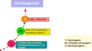 Aflatoxin G1 An Overview Sciencedirect Topics