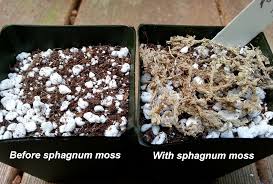 Image result for Impatiens gomphophylla