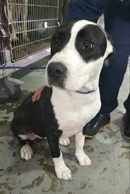 6 Month American Pitbull Terrier Black And White Pin On Animal Rescue