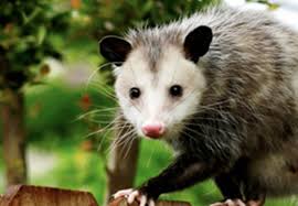 Check spelling or type a new query. How To Get Rid Of Opossums Updated For 2021