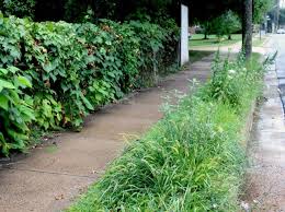 Memorial, and the new york botanical garden, but is happiest puttering in his small garden in washington, d.c. Planting In A Post Wild World With Thomas Rainer A Way To Garden