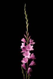 Your #1 source of information about florists in watsonia. Watsonia Flowers Pink Flower Photos Flowers Black Background Flower Photos