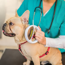Quality Care Animal Hospital