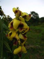 Image result for Crotalaria recta