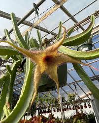 Image result for Stapelia gigantea