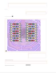 Double helix, dna, enzyme, mutation, nitrogenous base, nucleoside, nucleotide, replication. Building Dna Gizmo Studocu