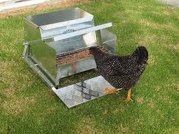 Shop for chicken feeders at stromberg's! Amazon Com Grandpa S Feeders Automatic Chicken Feeder Sturdy Galvanized Steel Poultry Feeders Rat Automatic Chicken Feeder Poultry Feeders Chicken Feeder