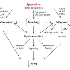 Putrescine, spermidine and spermine are widely distributed in the human body. Pdf Molecular Basis Of The Anti Aging Effect Of Spermidine And Other Natural Polyamines A Mini Review