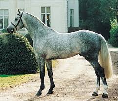 Pin By Anna On My Animals Dapple Grey Horses Horses Warmblood Horses