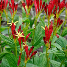 Image result for Spigelia