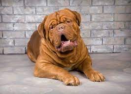 Our Dogues The Vinyard Bordeauxs Bordeaux Dog French Mastiff Dog Mastiff Breeds
