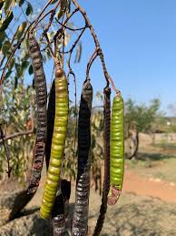 Image result for Senna petersiana