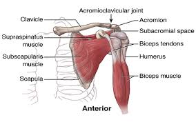 What to look out for on the physical exam 5. Clinical Examination Of The Shoulder Nejm