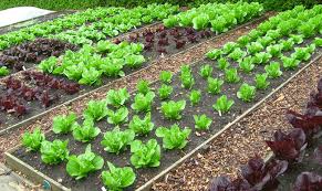 One way that you can save a lot of. The Best Tips On Organic Vegetable Gardening Joy Us Garden