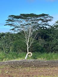 Image result for Albizia falcataria