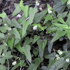 Image result for Tragia okanyua