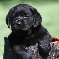 Breeders of high quality akc labrador retriever puppies (lab pups) in white, ivory, yellow, red, chocolate & black. Country Labs English Style Labradors Fox Red Chocolate Black
