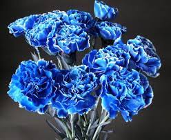Carnation Blue Carnations Carnation Flower Pretty Flowers