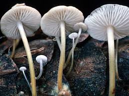 Image result for Strobilurus conigenoides