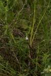 Image result for Pogonospermum divaricatum