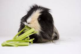 A serving of grapes contains almost twice the amount of sugar as a. What S The Best Food For Guinea Pigs Pets4homes