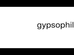 How To Pronounce Gypsophila Youtube