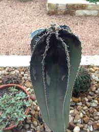 One purpose is to produce stems that are less be careful to disinfect every time you perform a cutting by wiping the tool to avoid introducing fungus. Ask A Question Forum Mexican Fence Post Cacti Garden Org