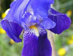 Lo schema di colori, che è raro nella nostra zona, può essere attribuito al blu. Piante Con Fiori Azzurri
