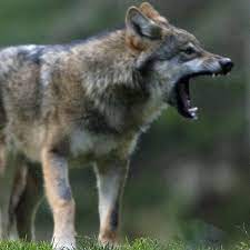 5 / 5 238 мнений. France S Love Hate Relationship With Wolves