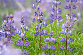 Image result for Tephrosia lupinifolia