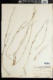 Image result for Manulea conferta