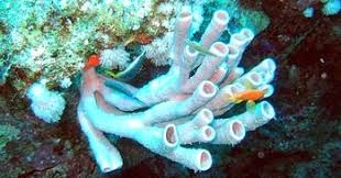 Ovipar adalah perkembangbiakan hewan dengan cara bertelur. Ciri Ciri Dan Klasifikasi Filum Porifera Adalah Pusat Bio Pendidikan