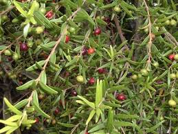Image result for Eugenia capensis