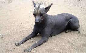 Maybe you would like to learn more about one of these? Perros Sin Pelo Las 5 Razas Mas Populares Mascota Y Salud