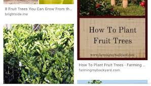 Urban tree farm nursery provides countless varieties of shrubs, grasses, vines, fruit and ornamental trees to consumers and landscapers alike. The Fruit Tree Initiative Home Facebook