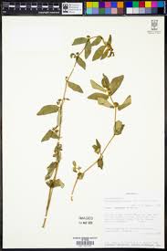Image result for Erythrococca kirkii