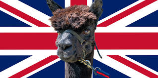The two animals are closely related and can successfully crossbreed. Geronimo Why The Uk Is Obsessed With An Alpaca S Death