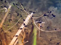 Wann sich frösche und kröten vermehren, hängt von den jeweiligen arten ab. Amphibien Leben Sowohl An Land Als Auch Im Wasser Okoleo Erklart Wie Du Diese Faszinierenden Tiere Beobachten Kannst Und Wie Du Helfen Kannst Sie Zu Schutzen