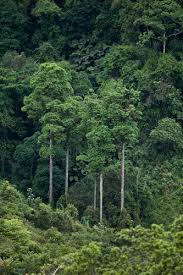 Image result for Burttdavya