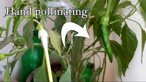 Peppers do, too, but they will cross when in sects bring in pollen from other kinds of peppers. How To Pollinate Peppers By Hand Get Huge Pepper Yields Youtube