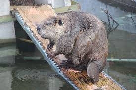 To get rid of a beaver, you need to know if you are dealing with a solitary creature or if there is a family of once you know how many beavers you are dealing with, your only option is to trap them. Conservationists Beaver Killings Threaten Ecosystems Salmon Water Deeply