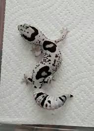 Black And White Striped Leopard Gecko This Is Just Such An Interesting Gecko Morph To Stare At Wow Don T Know What Morph It Is But Wow Reptiles Pet Leopard Gecko Habitat Cute Reptiles