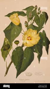 Image result for Thespesia populneoides