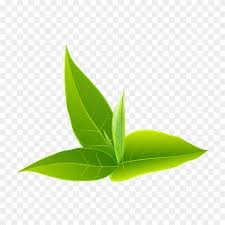 Von basics bis hin zu festmode: Green Leaves Clipart Png Similar Png