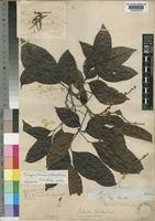 Image result for Pachylobus