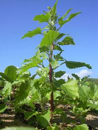 Image result for Chenopodium opulifolium