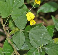 Image result for Rhynchosia caribaea