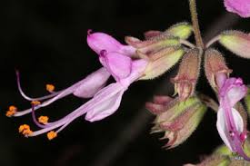 Image result for Syncolostemon flabellifolius