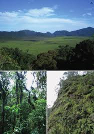 Image result for Hedythyrsus thamnoideus