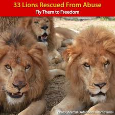 Build A Paradise For Lions Rescued From Abuse Animals Animal Activism Lions